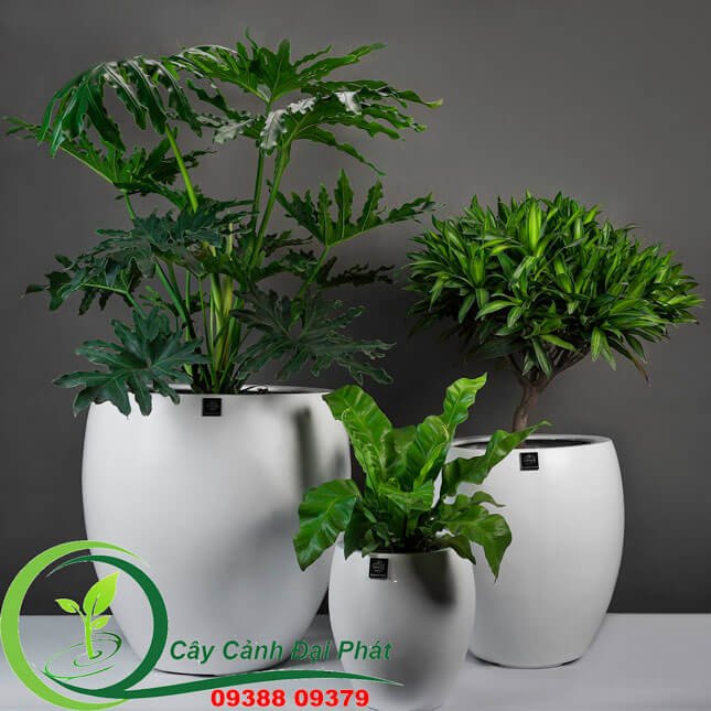 Chậu Composite Tròn Bầu – Đẳng Cấp Khác Biệt