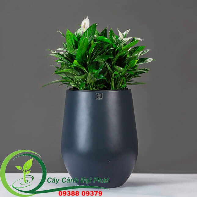 Chậu Composite Tròn Bầu – Đẳng Cấp Khác Biệt 2