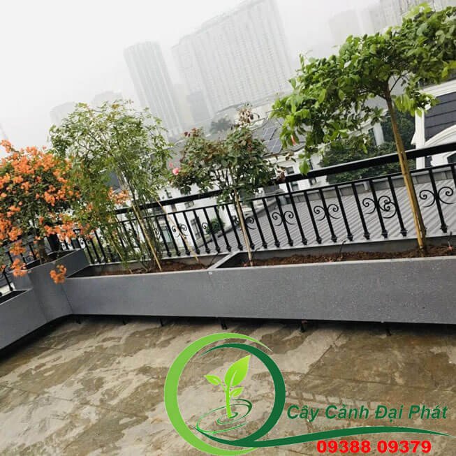 Chậu composite cạnh vuông cao cấp: Đa dạng kích thước, màu sắc 2