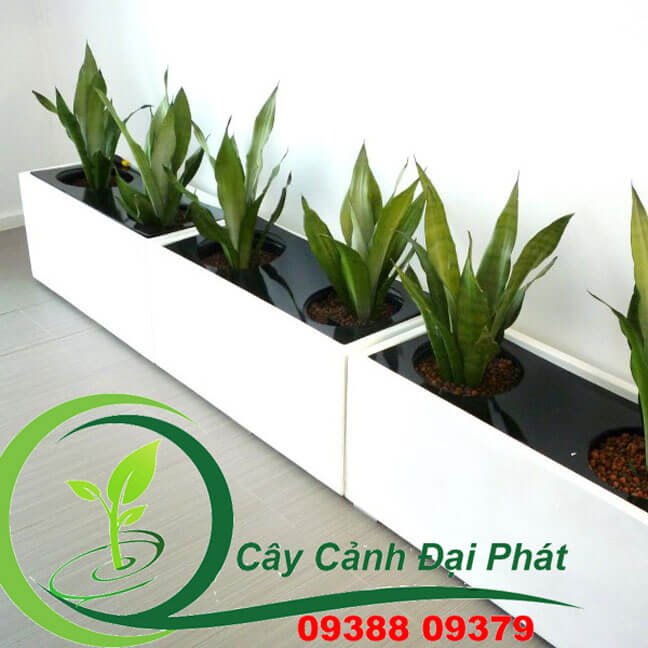 Chậu composite cạnh vuông cao cấp: Đa dạng kích thước, màu sắc 3