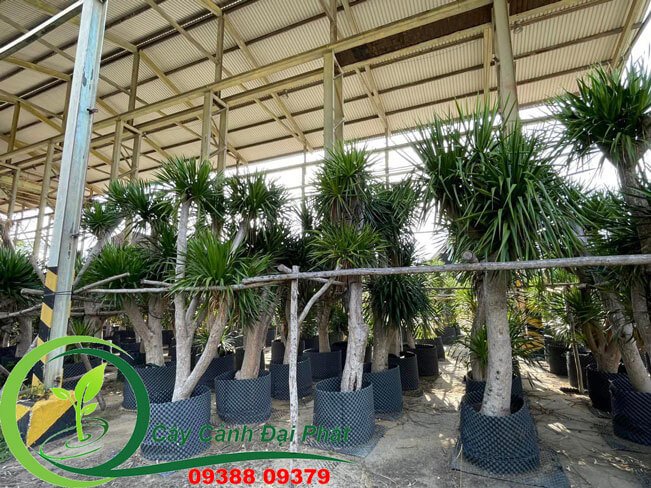 Chuyên bán cây Phát tài Núi cổ thụ dáng đẹp giá rẻ tại TPHCM