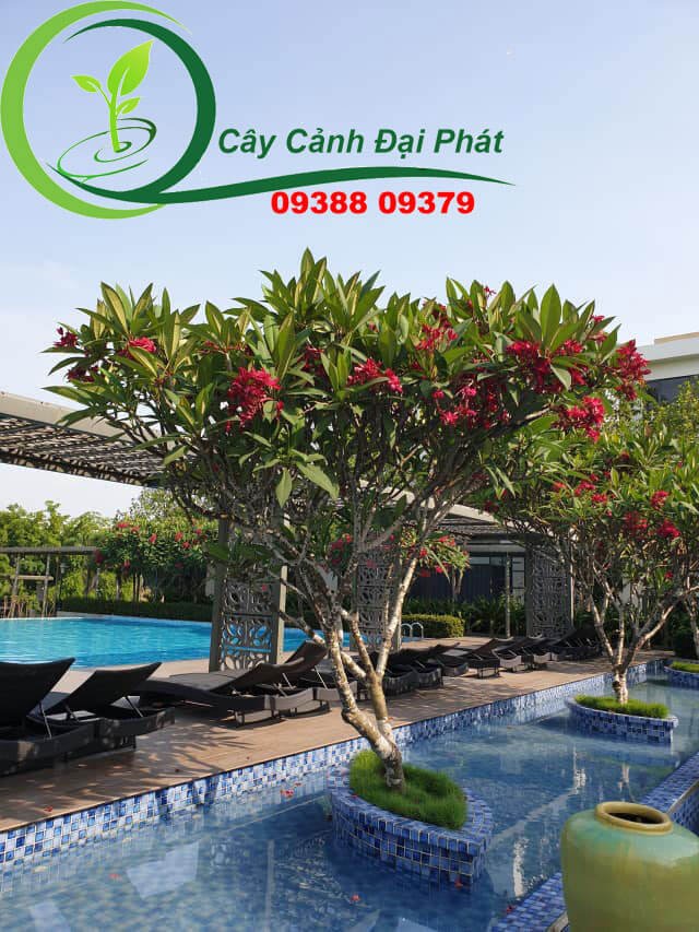 Cây sứ đại: Cây cảnh đẹp, hoa thơm, dễ trồng, giá tốt