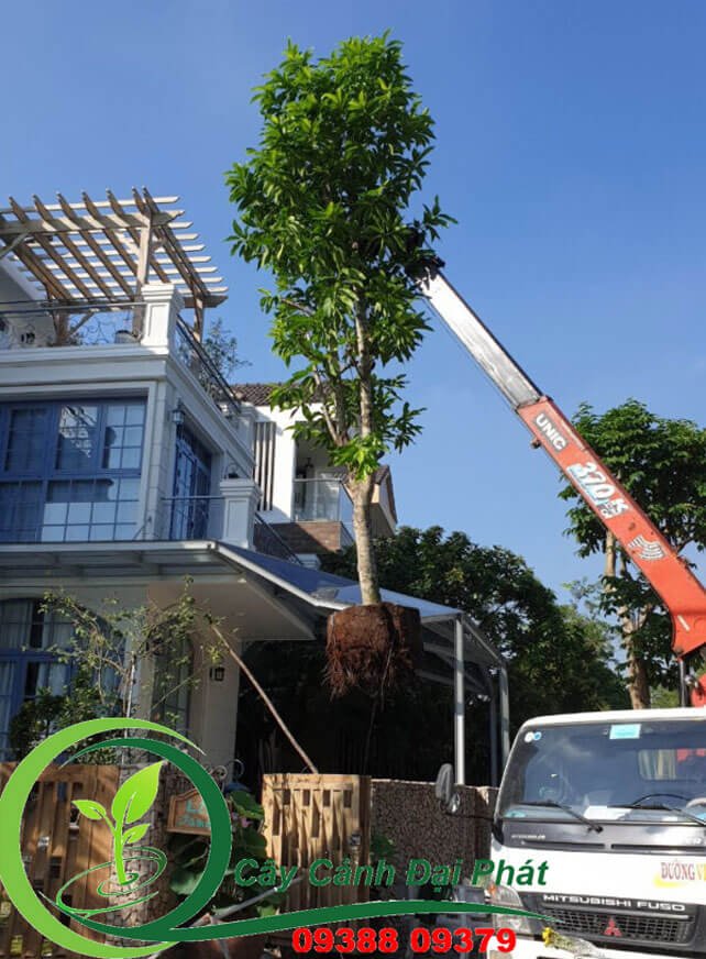Cây Ngọc Lan: Vẻ Đẹp Thuần Khiết Cho Mọi Không Gian Sống 3