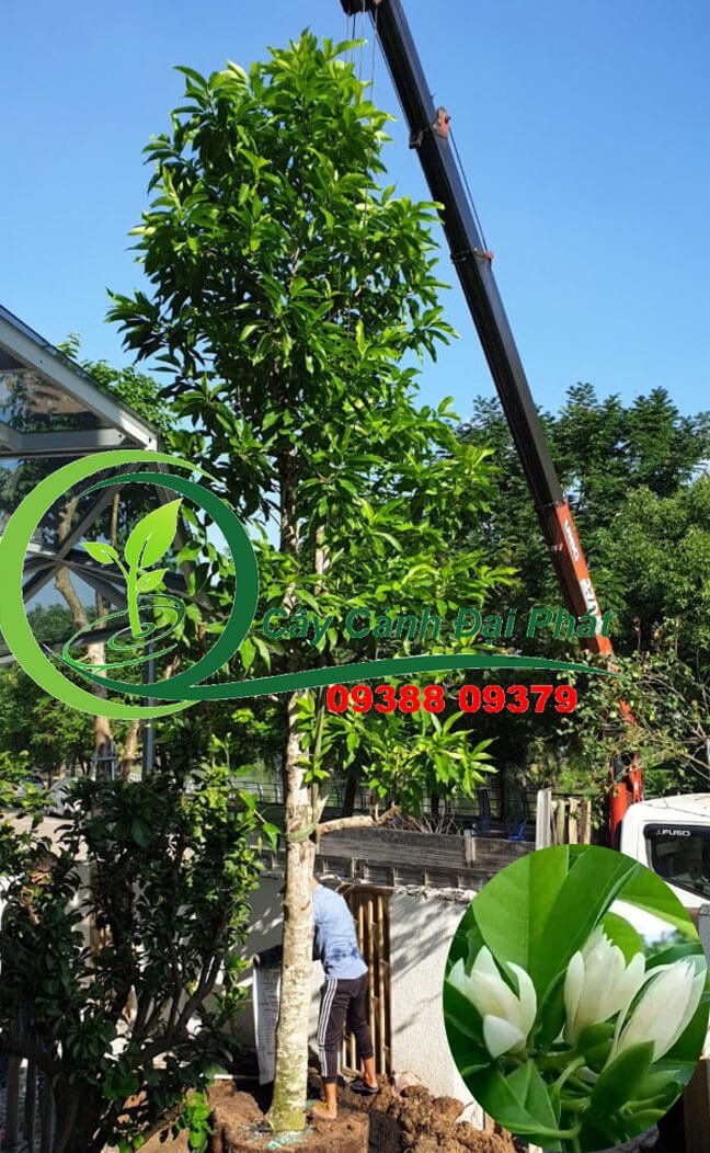 Cây Ngọc Lan: Vẻ Đẹp Thuần Khiết Cho Mọi Không Gian Sống 2