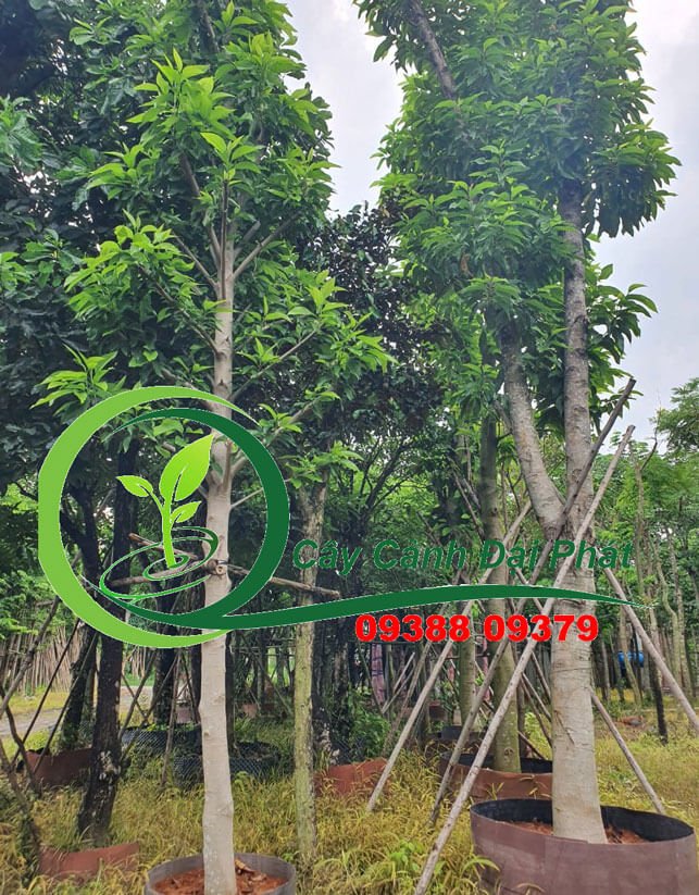 Cây Ngọc Lan: Vẻ Đẹp Thuần Khiết Cho Mọi Không Gian Sống