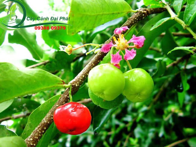 Mua Cây Sơ Ri Lớn tại TPHCM, Giá Rẻ, Giao Hàng Nhanh 3