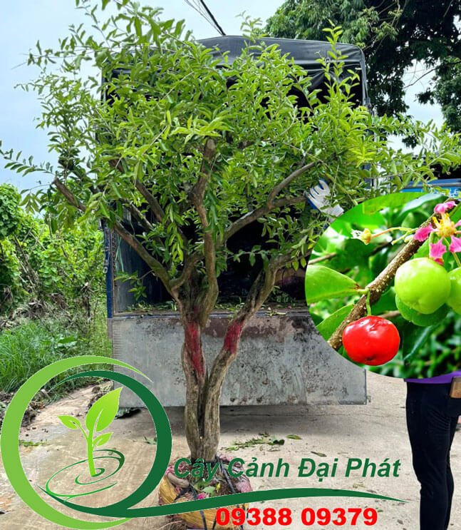 Mua Cây Sơ Ri Lớn tại TPHCM, Giá Rẻ, Giao Hàng Nhanh