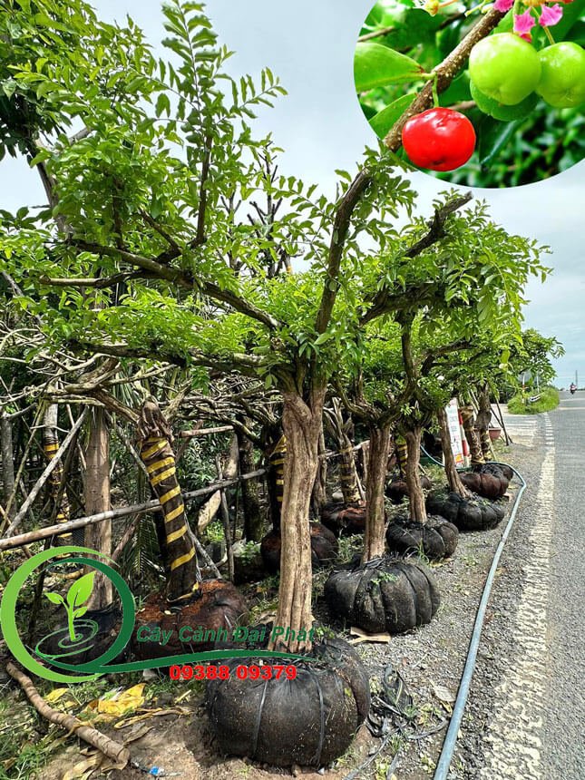 Mua Cây Sơ Ri Lớn tại TPHCM, Giá Rẻ, Giao Hàng Nhanh 2