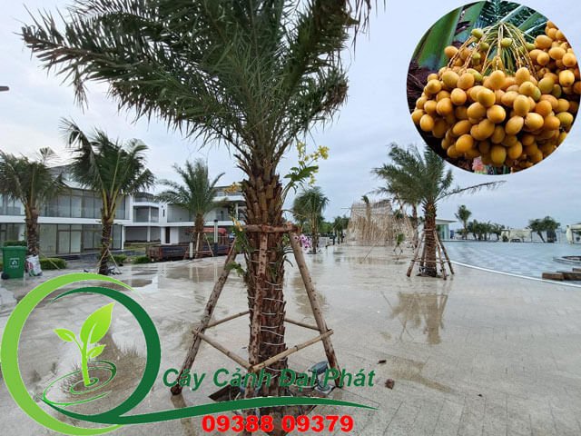 Cần cây chà là đẹp, khỏe mạnh tại HCM? Gọi ngay Đại Phát! 2