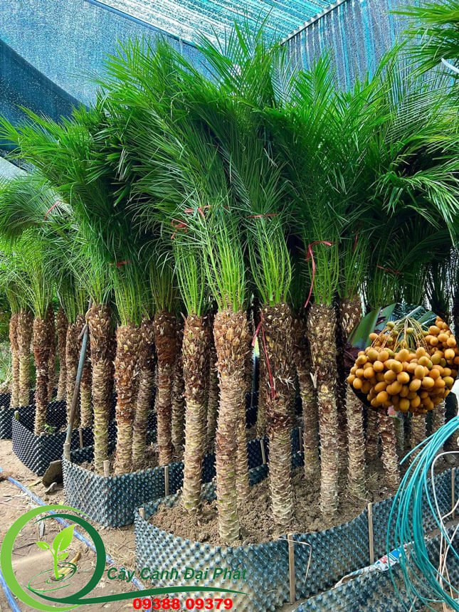 Cần cây chà là đẹp, khỏe mạnh tại HCM? Gọi ngay Đại Phát!