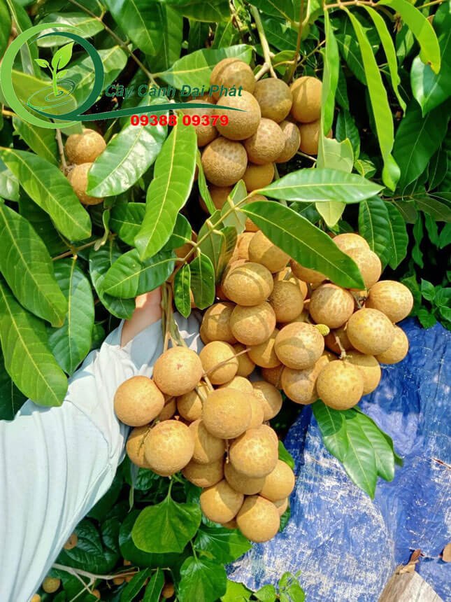 Mua bán cây nhãn ăn trái, cây bóng mát sân vườn tại TPHCM 2
