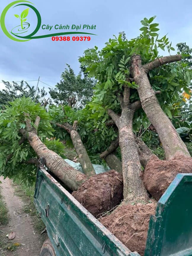 Mua bán cây nhãn ăn trái, cây bóng mát sân vườn tại TPHCM