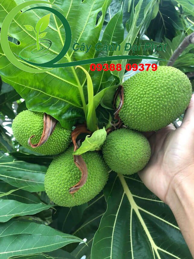 Bán cây Sa Kê tại HCM: Rất nhiều cây đẹp, giá tốt. Gọi ngay! 2