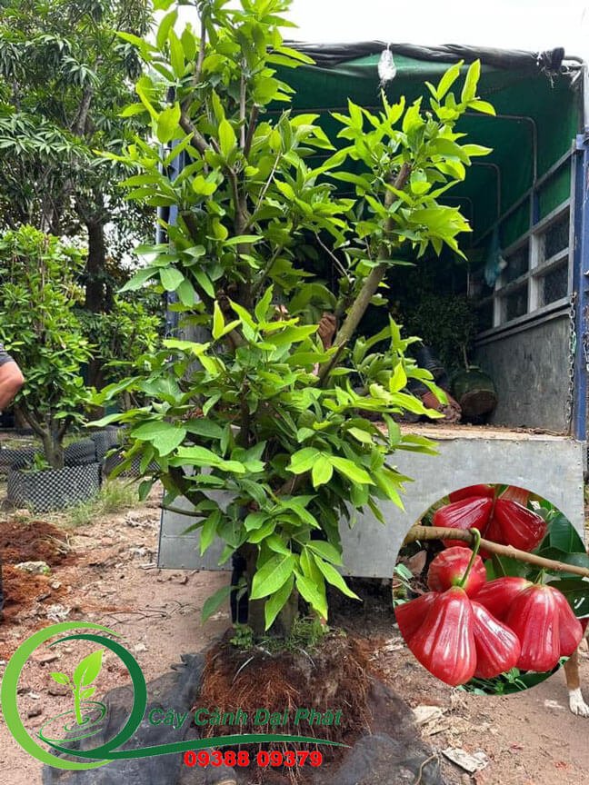 Bán cây mận An Phước | Cây bóng mát, trái ngọt, dễ trồng 3
