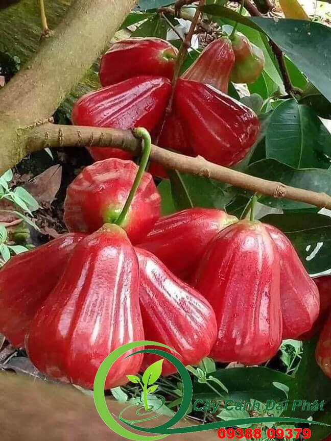Bán cây mận An Phước | Cây bóng mát, trái ngọt, dễ trồng 2