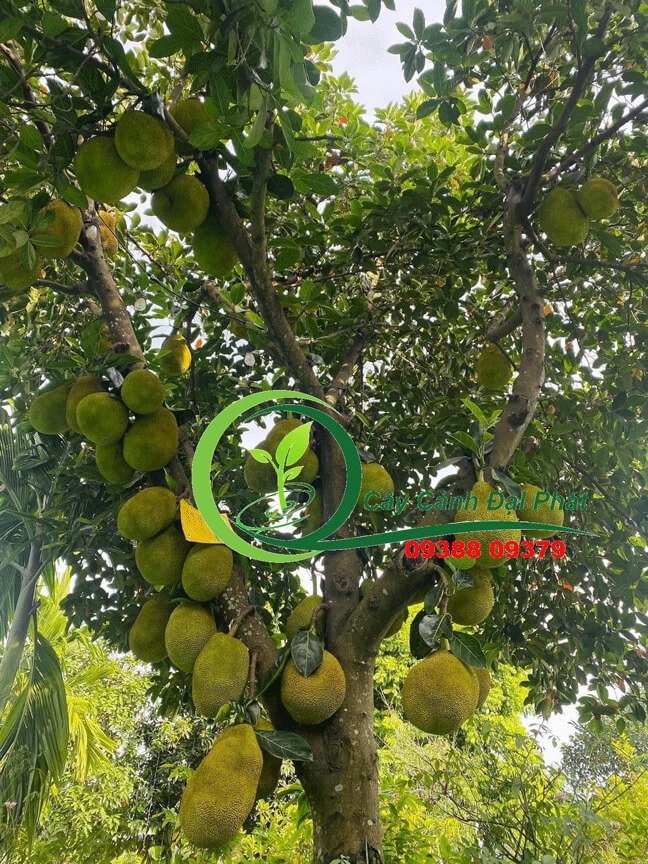Bán cây mít, Giá rẻ, Chất lượng, Giao hàng tận nơi 3
