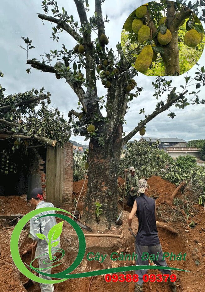Bán cây mít, Giá rẻ, Chất lượng, Giao hàng tận nơi 2