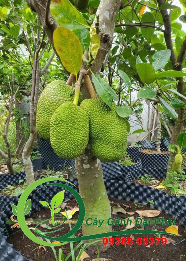 Bán cây mít, Giá rẻ, Chất lượng, Giao hàng tận nơi