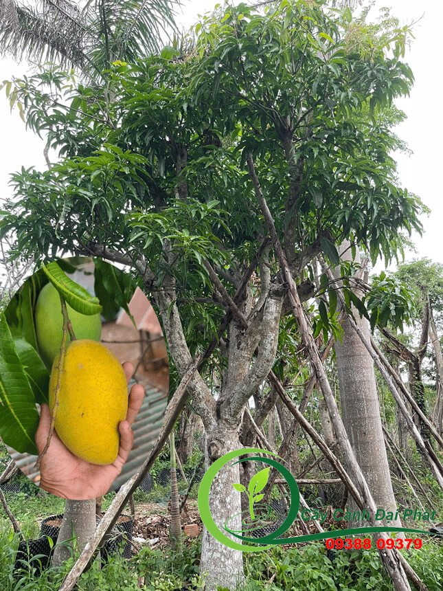 Xoài Cát Hòa Lộc 3