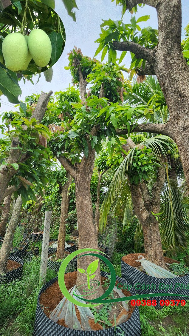 Xoài Cát Hòa Lộc