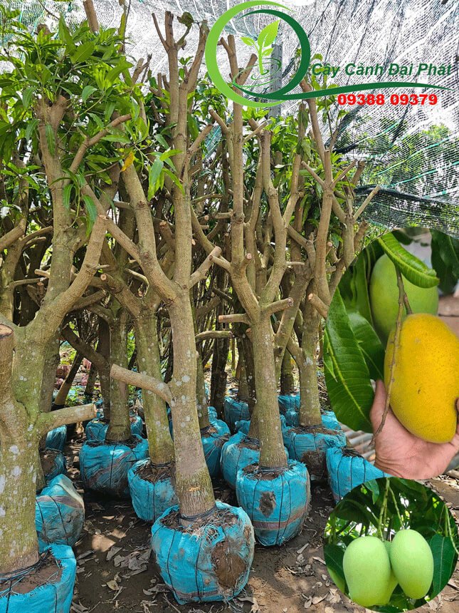 Xoài Cát Hòa Lộc 2