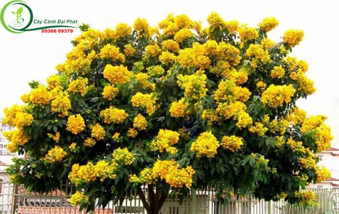 Cây Giáng Hương