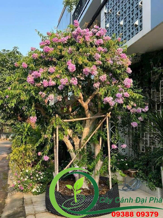 Cây Bằng Lăng Tím