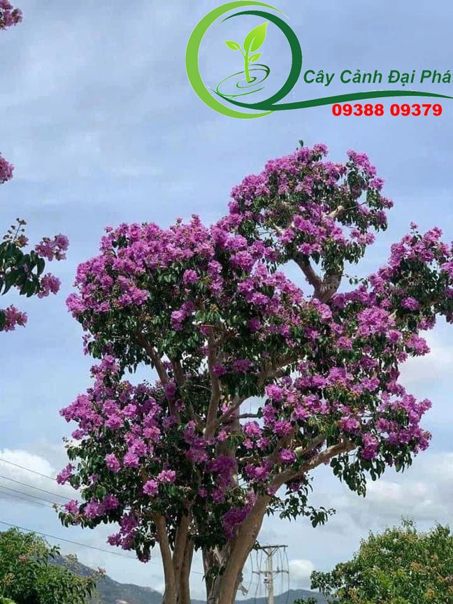 Cây Bằng Lăng Tím 2