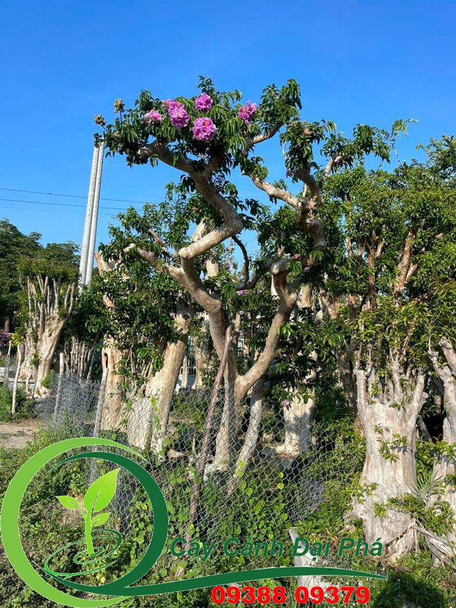 Cây Bằng Lăng Tím 3