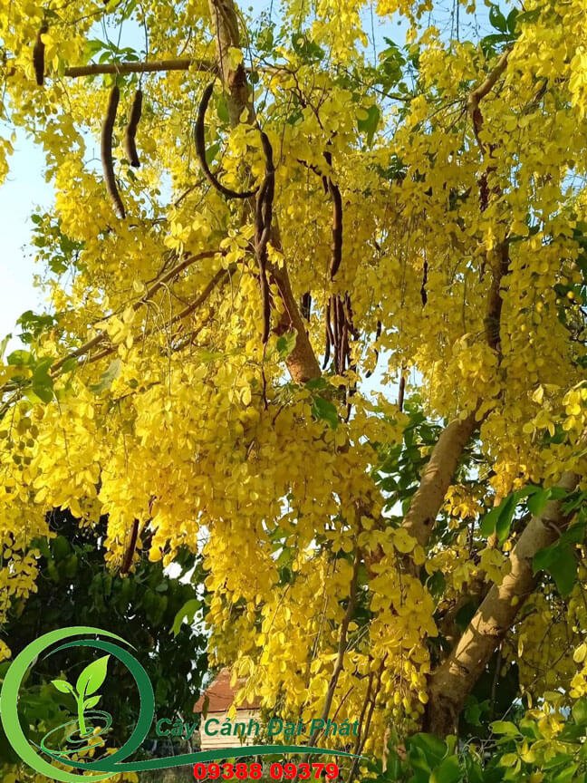 Cây Osaka | Muồng Hoàng Yến