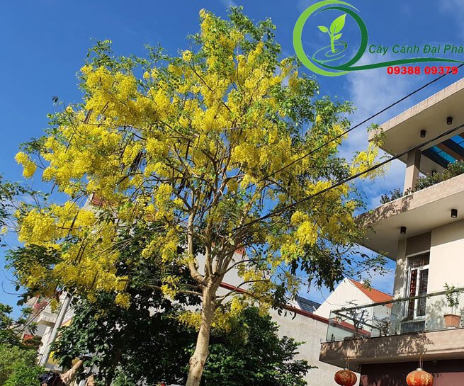 Cây Osaka | Muồng Hoàng Yến 2