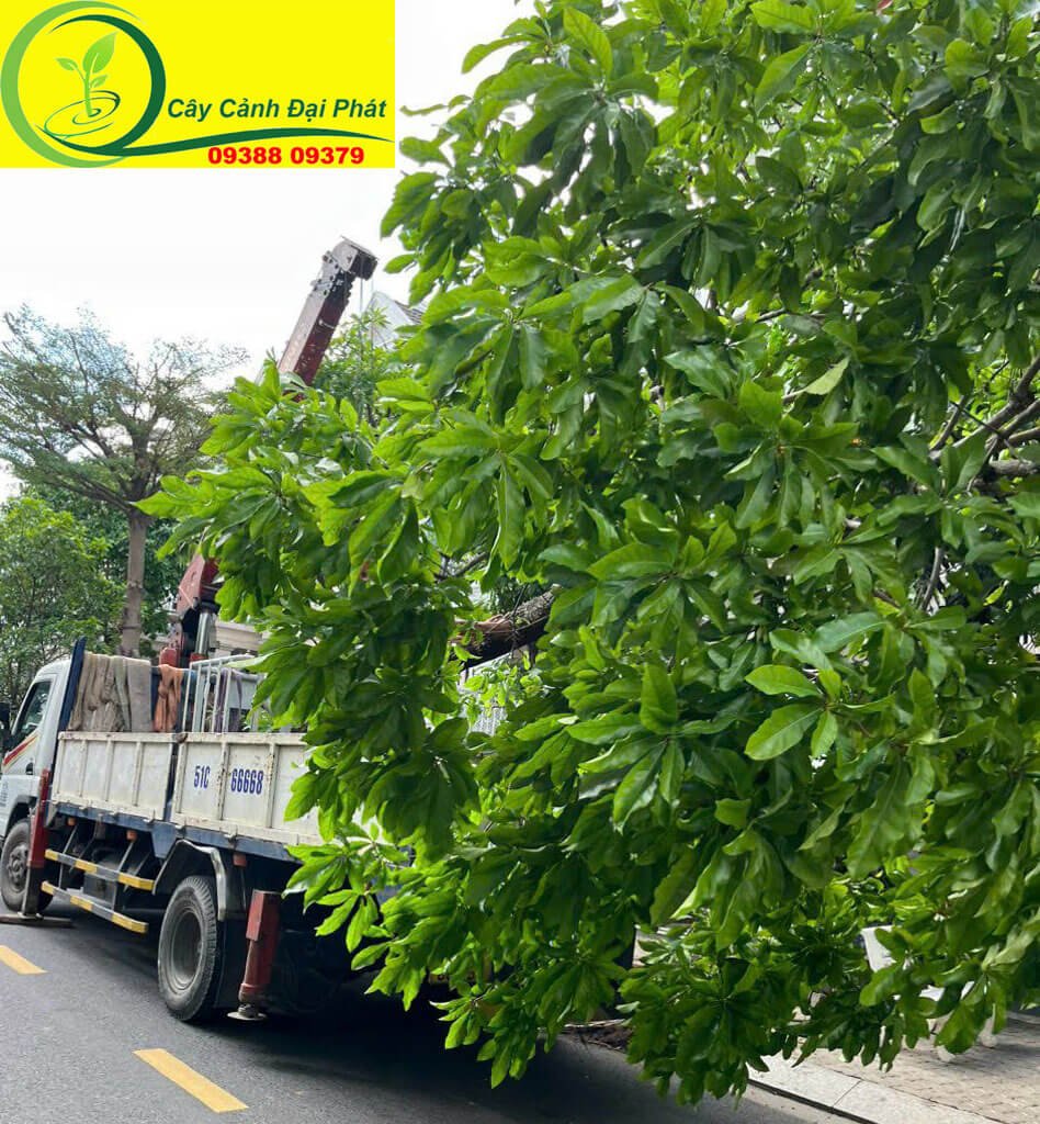 Cây Lộc Vừng Bóng Mát 3