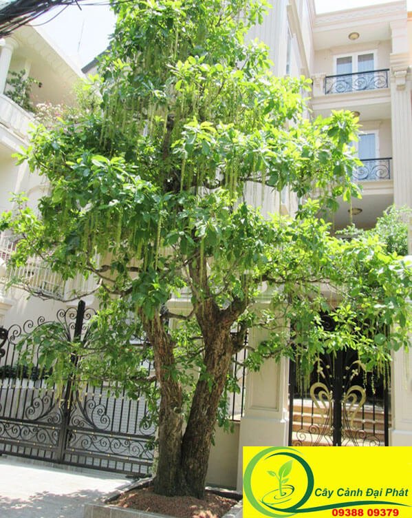 Cây Lộc Vừng Bóng Mát