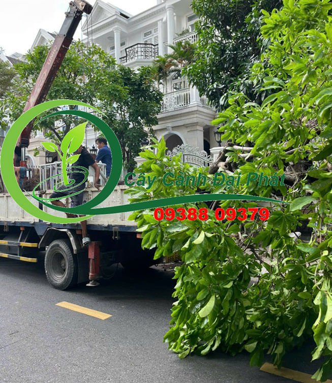 Cây Lộc Vừng Bóng Mát 2