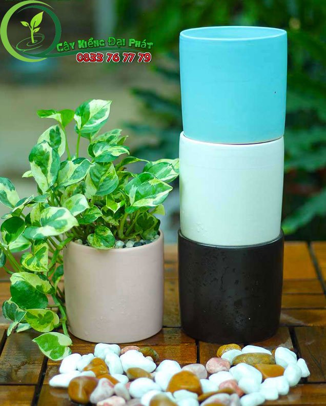 Chậu Sứ Hình Trụ Để Bàn