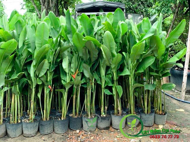 Cây Chuối Pháo | Chuối Phượng Hoàng