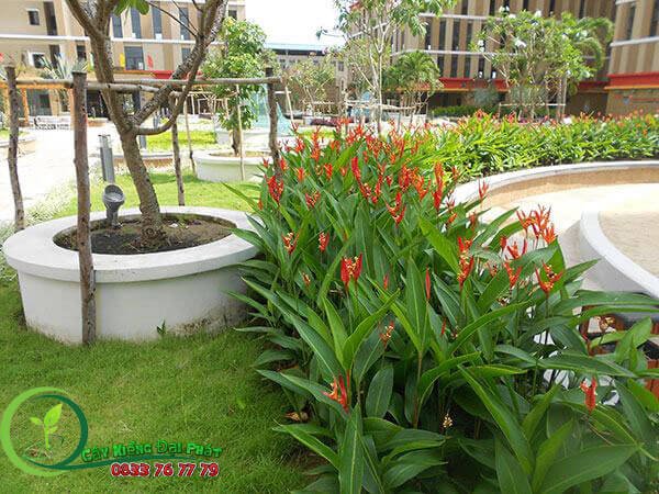 Cây Chuối Pháo | Chuối Phượng Hoàng 3
