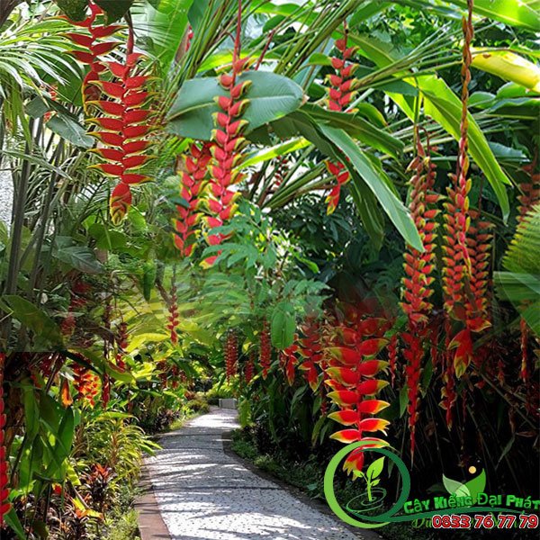 Cây Chuối Pháo | Chuối Phượng Hoàng 2