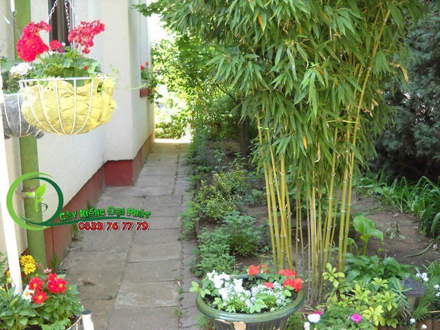 Cây Trúc Cần Câu 2