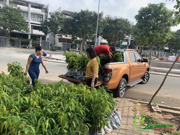 Cây Hoàng Nam 3