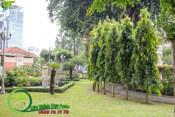 Cây Hoàng Nam 2