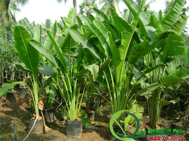 Cây Chuối Cảnh | Cây Chuối Rẻ Quạt 2
