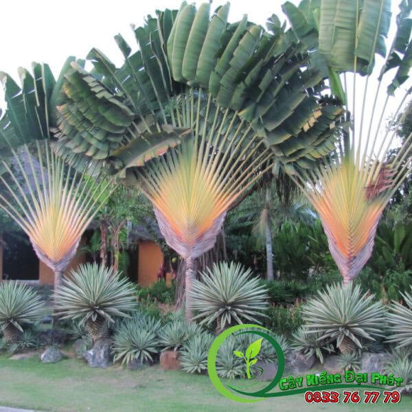 Cây Chuối Cảnh | Cây Chuối Rẻ Quạt 3