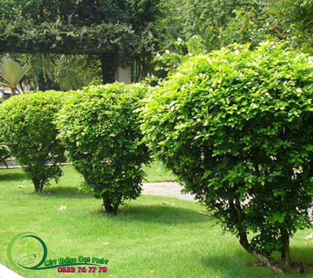 Cây Nguyệt Quế 2
