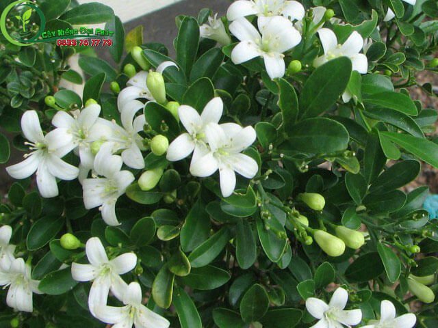 Cây Nguyệt Quế 3
