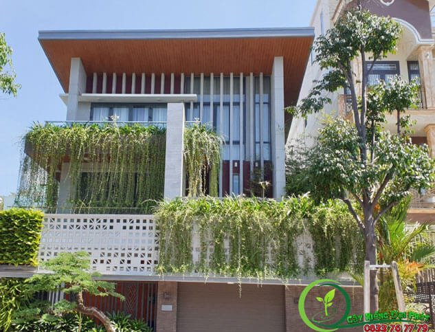 Cây Cúc Tần Ấn Độ