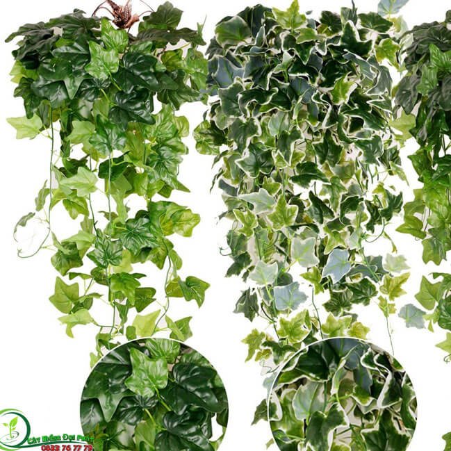 Cây Thường Xuân Chịu Nắng Tốt 3