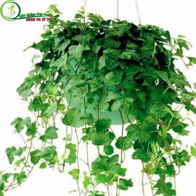 Cây Thường Xuân Chịu Nắng Tốt 2