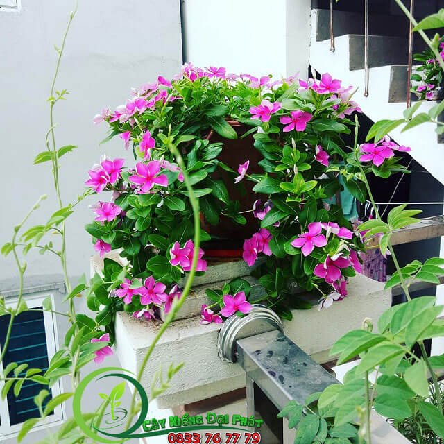 Cây Bông Dừa Cạn 3