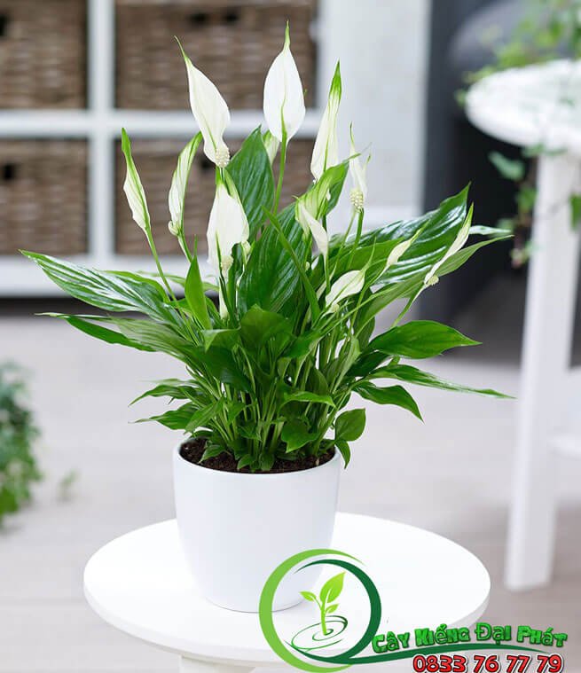 Chậu Cây Lan Ý Thái Siêu Đẹp Để Bàn